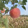 郭苹果霜降阳光丑苹果  自然农法四不用种植水果5斤/8斤装【京东/顺丰快递】 商品缩略图5