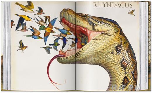 Walton Ford. 40th Ed. / 沃尔顿·福特 动物水彩画（40周年纪念版）/Taschen 40周年系列 商品图2