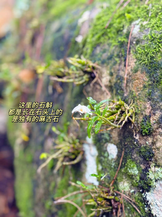 【神农本草经鉴定：强阴圣品】【滋阴生津的 霍山铁皮石斛原浆】【用石斛枫斗加工做的石斛原浆】石头上的铁皮石斛  5年慢生长 1袋=15根石斛鲜条 五大0添加（0蔗糖、0香精、0脂肪、0增稠、0防腐剂）） 商品图8