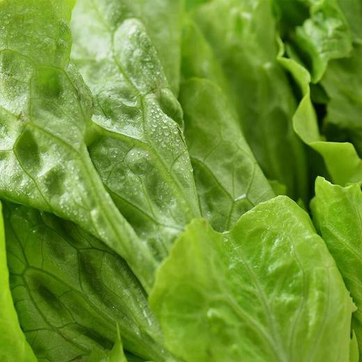 每日伊藤奶油生菜 约250g/袋（新鲜） 商品图1