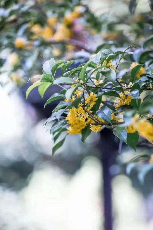 伴山来/2025桂花红茶/桂花金针 5g*20泡 商品图1