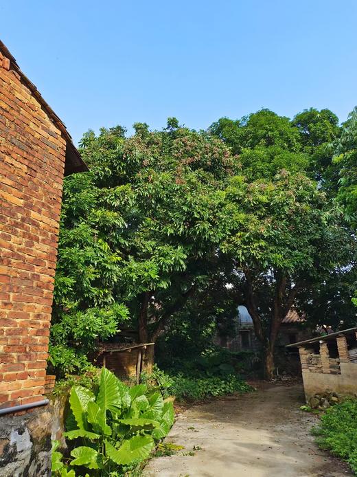 合作产品/野生桂圆 商品图5