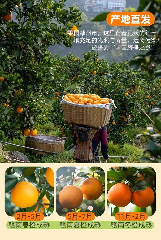 【2025新鲜采摘 】赣南脐橙 高山种植 汁水饱满丰盈 商品图6