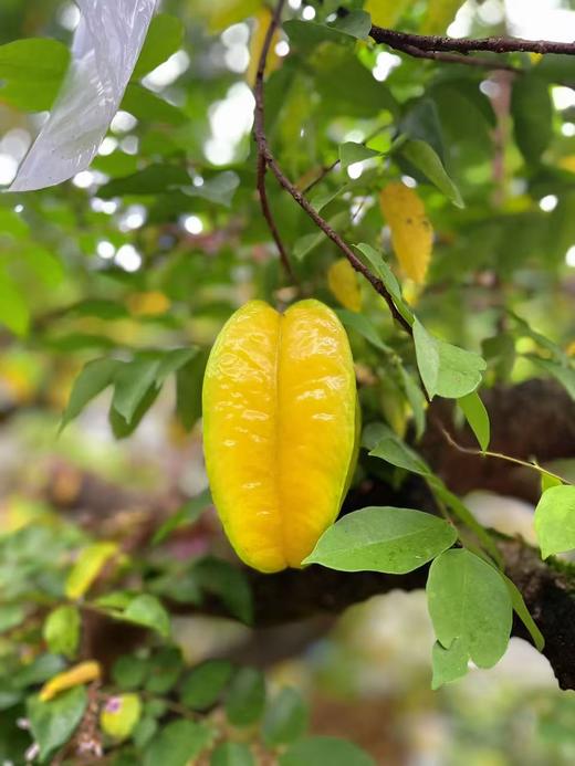 【掌柜好物】福建下河树熟杨桃精选大果，不酸不涩，果香浓郁，清甜多汁 商品图8