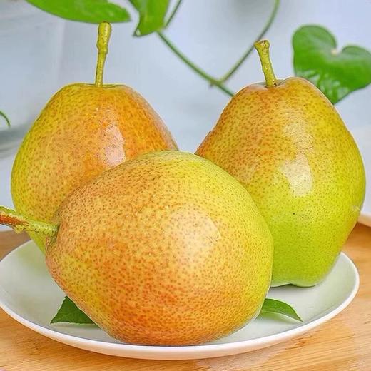 库尔勒香梨 商品图2