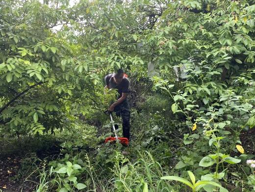 【掌柜好物】福建下河树熟杨桃精选大果，不酸不涩，果香浓郁，清甜多汁 商品图10