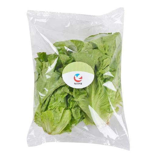 每日伊藤奶油生菜 约250g/袋（新鲜） 商品图4