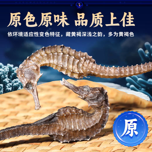 康美三斑海马中药饮片 一公一母正品海马泡酒药材海马干可搭海马田七汤 多规格 商品图5
