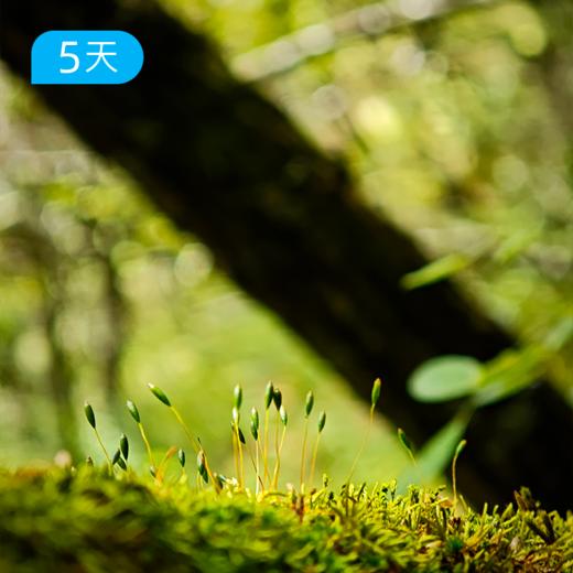 冬季爆款｜探秘哀牢山 穿越迷雾森林+徒步元阳梯田 23公里轻徒步 5日 商品图4