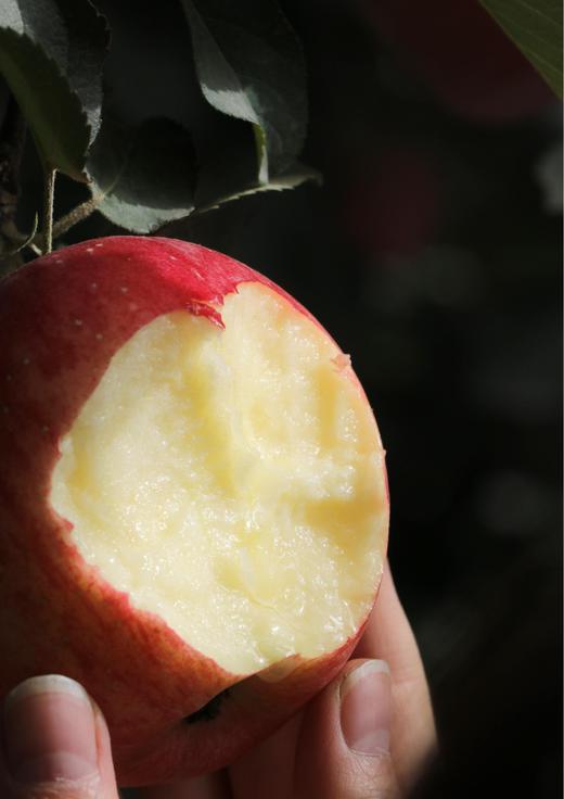 新疆阿克苏冰糖心苹果 红旗坡产区 顺丰包邮 水分十足 松脆爽口 商品图12