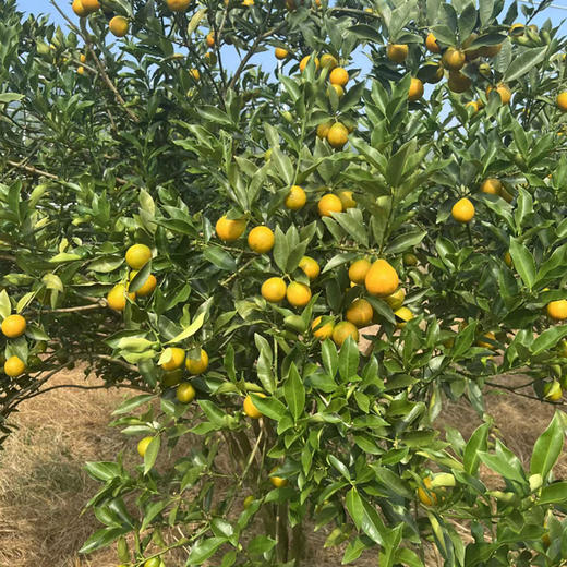 {积分兑换}滑皮金桔2斤装（50-60颗） 商品图3