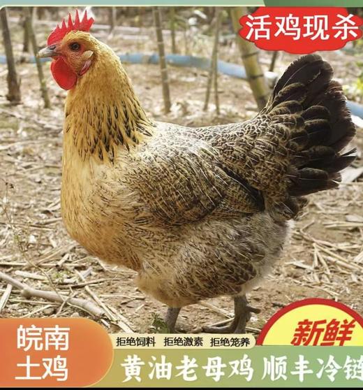 皖南土鸡黄油老母鸡2只  散养土鸡 肉质紧实 商品图1
