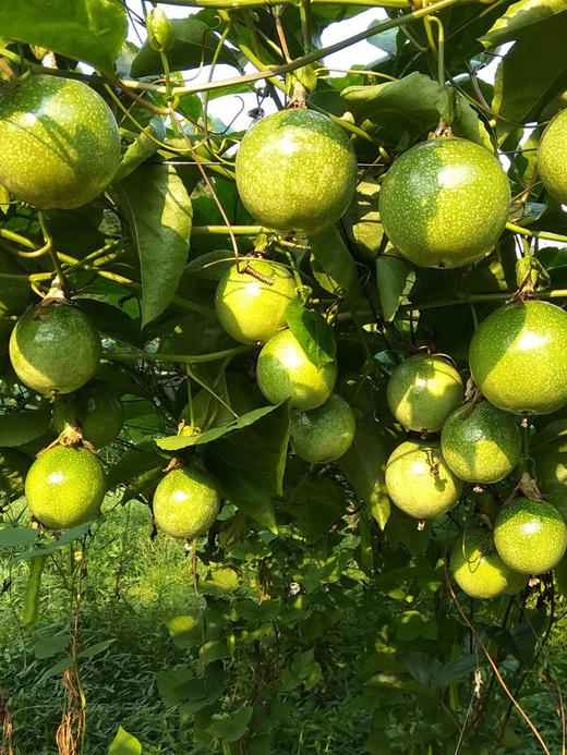 【CHUAN】钦蜜9号黄金百香果5斤礼盒装特大果 顺丰快递（25-32个） 商品图3