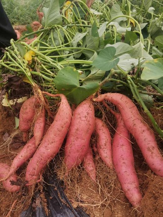 农心农意 烟薯25（1-3两小果）4.6-5斤 商品图6