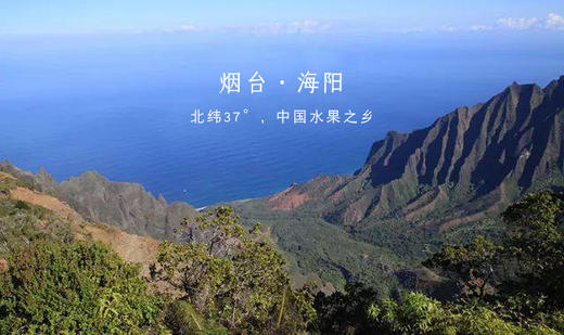 农心农意 烟薯25（1-3两小果）4.6-5斤 商品图2