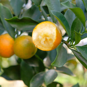 脆蜜金桔2斤装（约58颗）