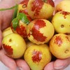 陕西大荔冬枣 商品缩略图1