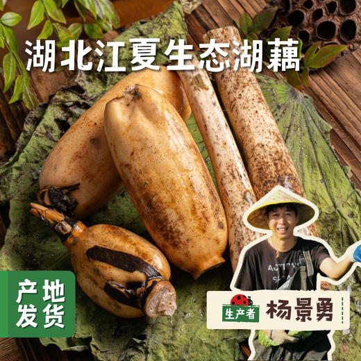 湖北江夏生态粉藕（沔阳藕）| 合作农友生产，产自湖北梁子湖湿地保护区，生产者：杨景勇 *【公平贸易农人定价】 商品图0