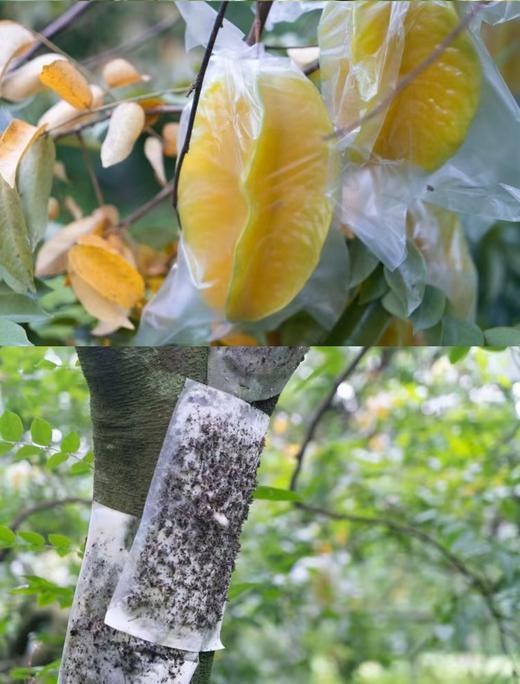 【掌柜好物】福建下河树熟杨桃精选大果，不酸不涩，果香浓郁，清甜多汁 商品图9