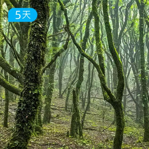 冬季爆款｜探秘哀牢山 穿越迷雾森林+徒步元阳梯田 23公里轻徒步 5日 商品图5