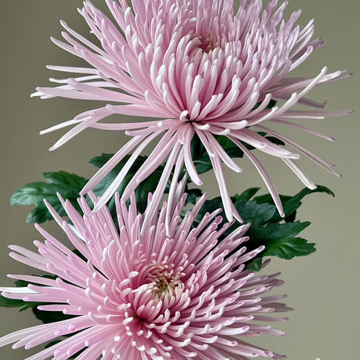 烟花菊.奥利粉 商品图1