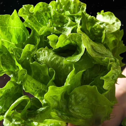放心奶油生菜 约250g/袋 安全安心可追溯 伊藤自有品牌 商品图4