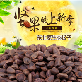 心选丨小兴安岭开口松子500/袋（配开口钳）休闲食品坚果零食