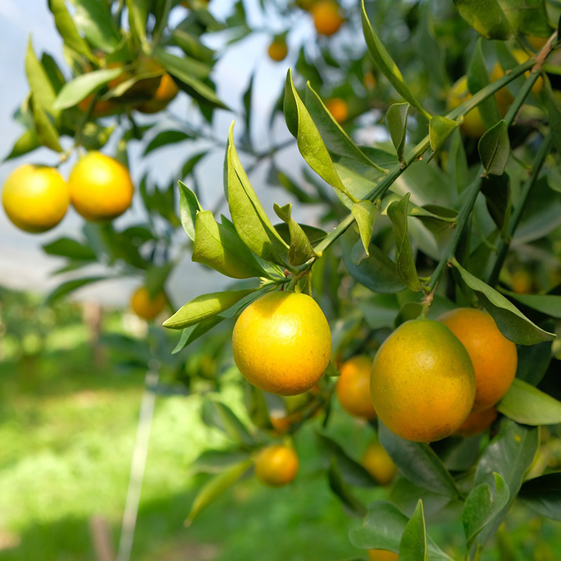 滑皮金桔中石油定制款4斤装