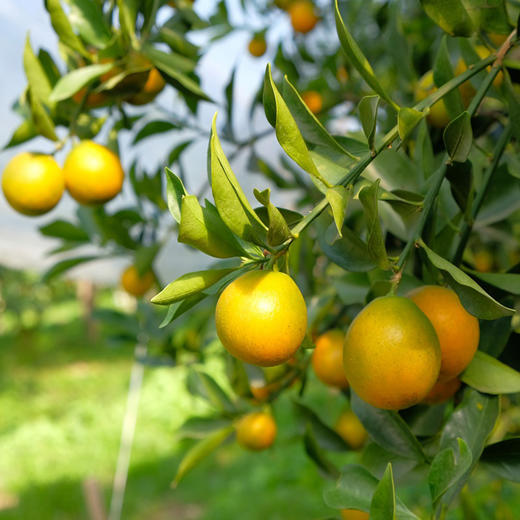 {积分兑换}滑皮金桔2斤装（50-60颗） 商品图4