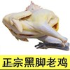 皖南土鸡黄油老母鸡2只  散养土鸡 肉质紧实 商品缩略图2