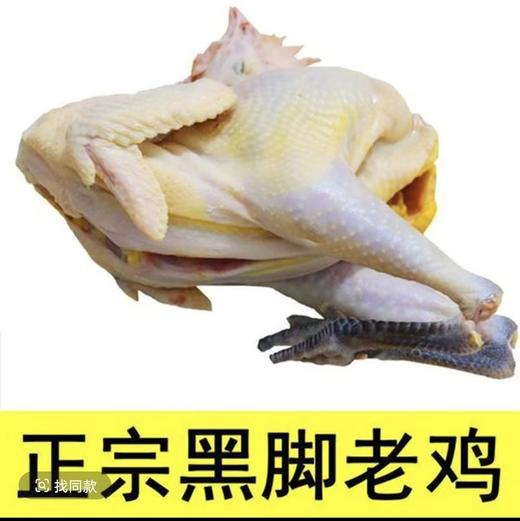 皖南土鸡黄油老母鸡2只  散养土鸡 肉质紧实 商品图2