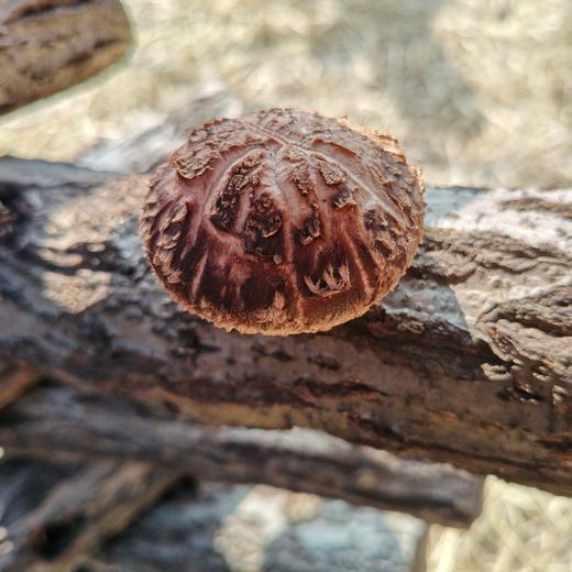 有机香菇 | 合作生产 | 基地直发 *Organic mushroom 商品图4