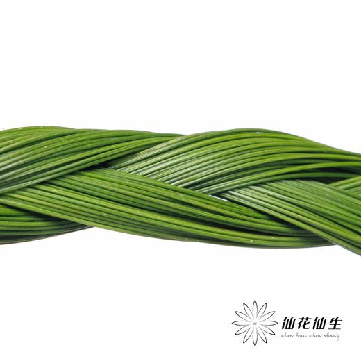 南非花材 | 菱形藻 BraidsFicnea Fascicuaris 商品图4