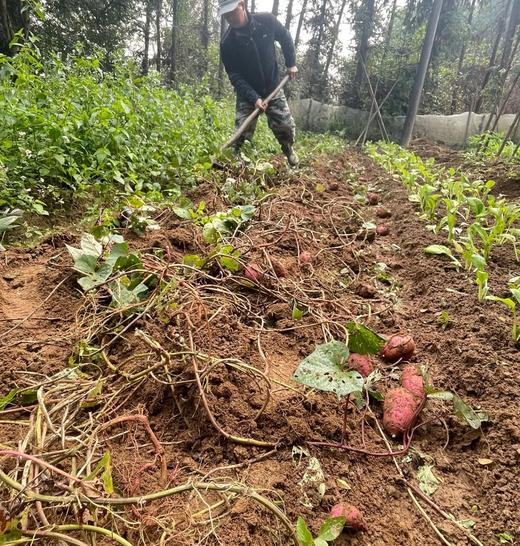 （无添加）沂蒙山非遗古法农家纯红薯粉15.8元1袋3斤装，周六到 商品图10