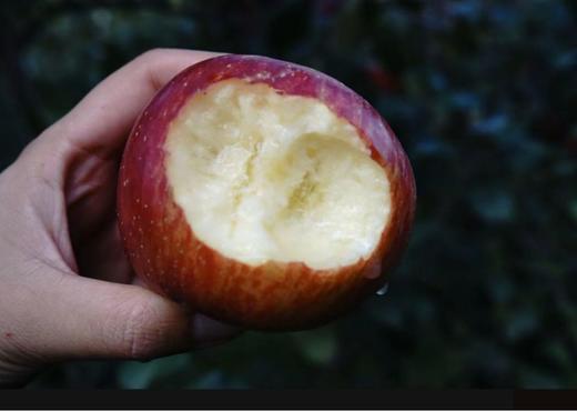 真正的哈巴庄园王林苹果 富士苹果   有机天然 无渣 九分甜  |百里食 商品图13