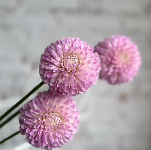 大丽花.梅根 商品图0