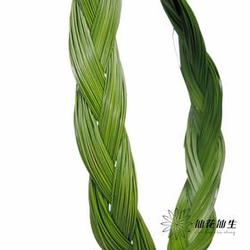 南非花材 | 菱形藻 BraidsFicnea Fascicuaris