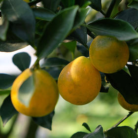 脆蜜金桔1.5斤装