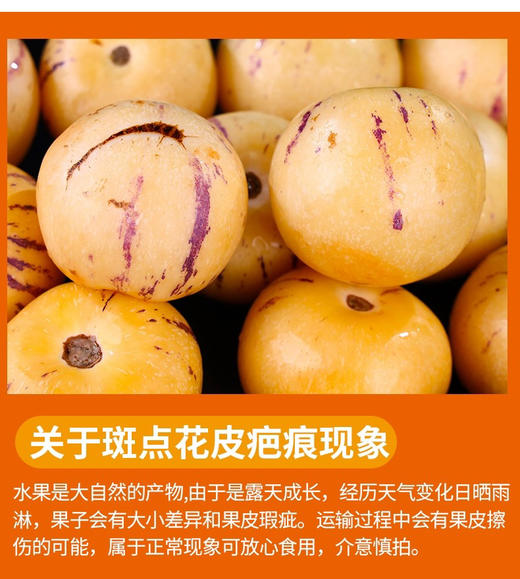 【CHUAN】云南人参果【圆果】精品果5斤彩箱装 顺丰快递（单果130-150g） 商品图2