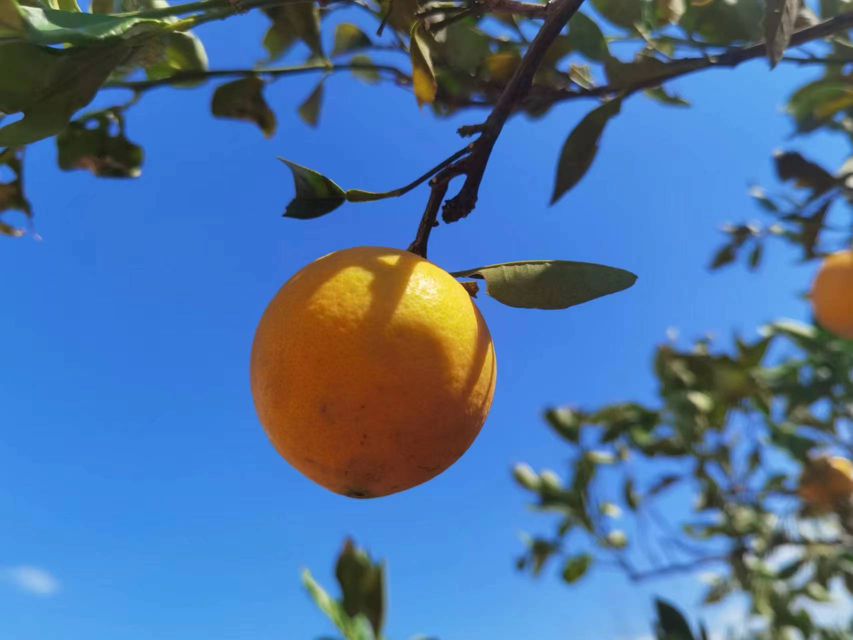 农友直发｜生态脐橙·返乡青年郭玉飞，下单后排队发出，普通快递，请耐心等待！