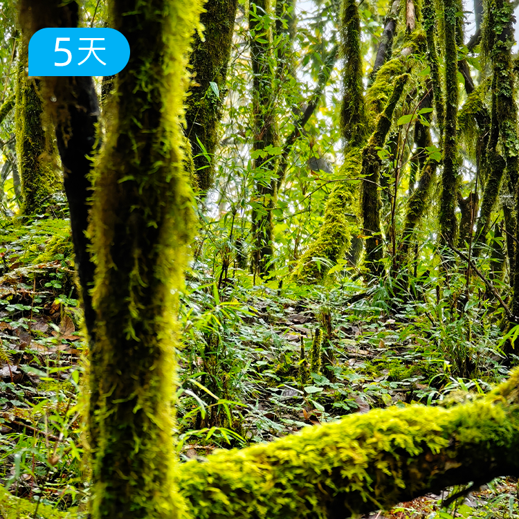 冬季爆款｜探秘哀牢山 穿越迷雾森林+徒步元阳梯田 23公里轻徒步 5日