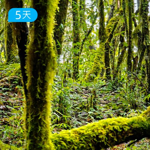 冬季爆款｜探秘哀牢山 穿越迷雾森林+徒步元阳梯田 23公里轻徒步 5日 商品图0