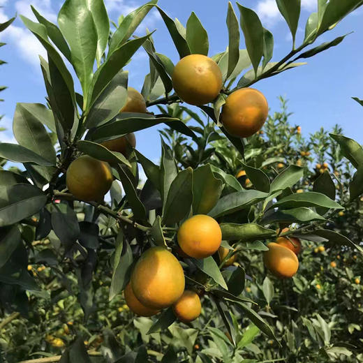 {积分兑换}滑皮金桔2斤装（50-60颗） 商品图2