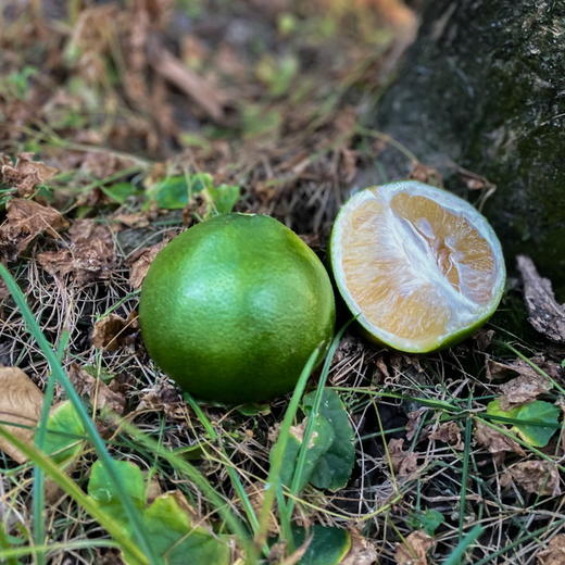 翡翠葡萄柚丨皮薄肉嫩 爆汁香甜 清甜微酸 回味微苦 榨汁口感更佳，附赠手动榨汁器⭐️顺丰/京东快递 商品图4