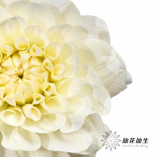 配花 | 大丽花焦糖 商品图3