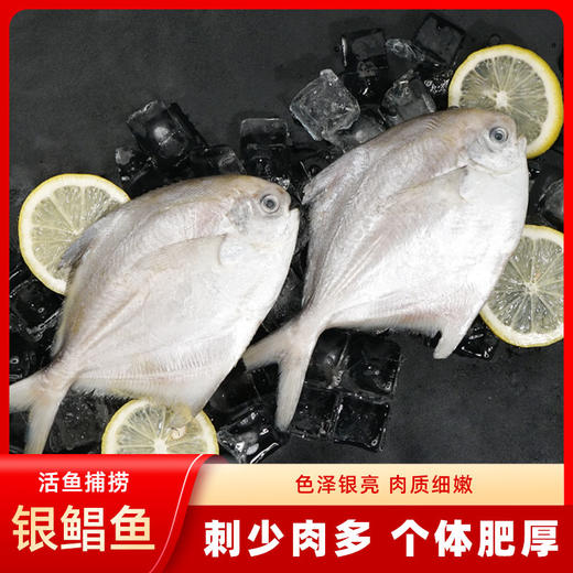 舟山野生银鲳鱼 | 黄金海域活鲜捕捞 急冻锁鲜  全国唯一天然野生银鲳渔场 肉质饱满嫩而不散 刺少肉厚 细腻如蒜瓣 入口鲜甜回甘 商品图2