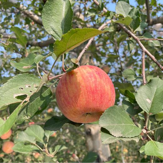 郭苹果霜降阳光丑苹果  自然农法四不用种植水果5斤/8斤装【京东/顺丰快递】 商品图4