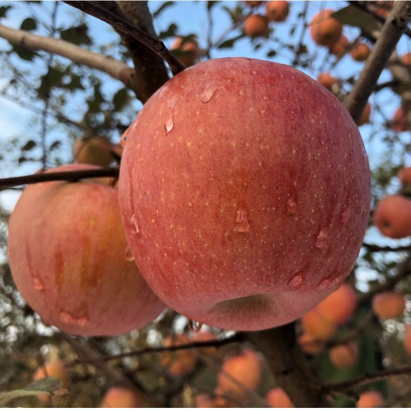 郭苹果霜降阳光丑苹果  自然农法四不用种植水果5斤/8斤装【京东/顺丰快递】