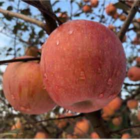 郭苹果霜降阳光丑苹果  自然农法四不用种植水果5斤/8斤装【京东/顺丰快递】