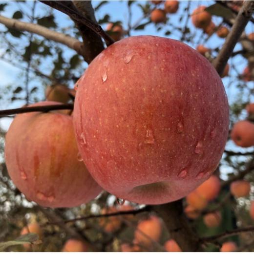 郭苹果霜降阳光丑苹果  自然农法四不用种植水果5斤/8斤装【京东/顺丰快递】 商品图0